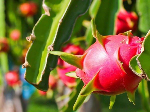 Dragon Fruit