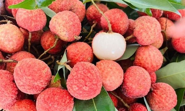 Fresh Lychee (Litchi)