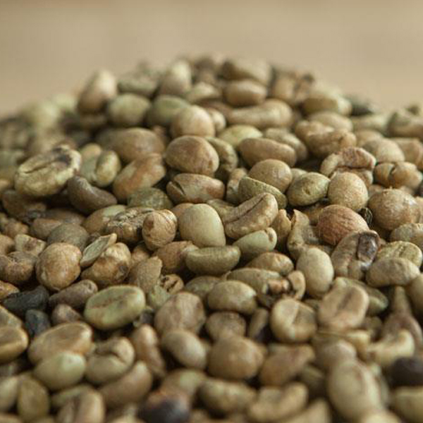 Robusta S18 & S16 Standard